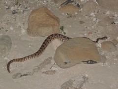 Crotalus enyo