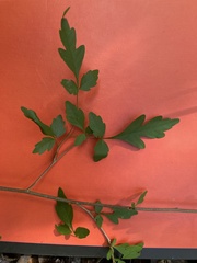 Thouinia paucidentata