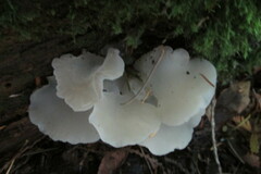 Pseudohydnum gelatinosum
