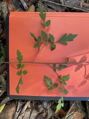 Thouinia paucidentata