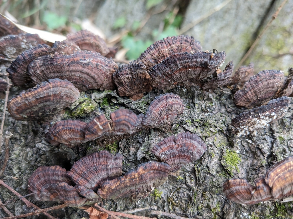 Daedaleopsis confragosa tricolor · February 2023 · photo: © munenori_yamakawa (iNaturalist, cc-by)