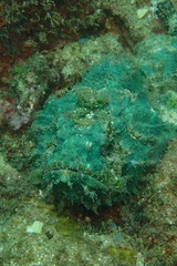 Synanceia verrucosa