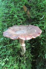 Armillaria novae-zelandiae