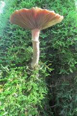 Armillaria novae-zelandiae