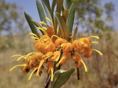 Grevillea refracta