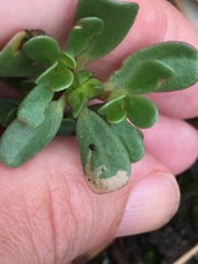 Hypurus bertrandi