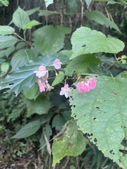 Begonia incarnata