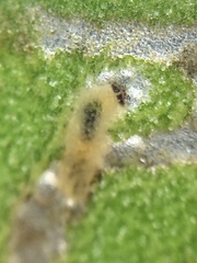 Hypurus bertrandi