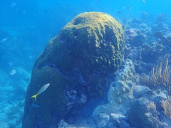 Porites astreoides