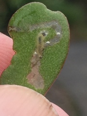 Hypurus bertrandi