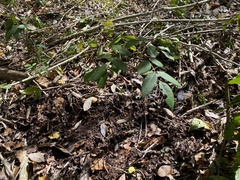 Lonchocarpus yucatanensis