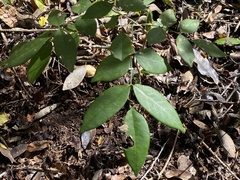 Lonchocarpus yucatanensis