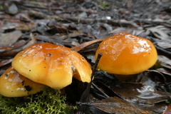 Cortinarius sinapicolor