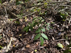 Lonchocarpus yucatanensis