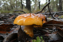 Cortinarius sinapicolor