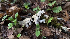 Lobaria anthraspis