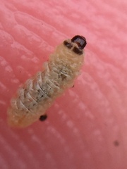 Hypurus bertrandi