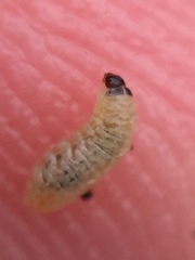 Hypurus bertrandi