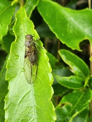 Amphipsalta zelandica