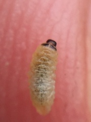Hypurus bertrandi