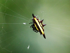 Gasteracantha fornicata