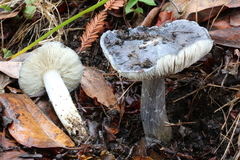 Entoloma medianox