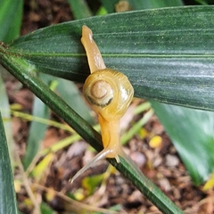 Helicarion perfragilis