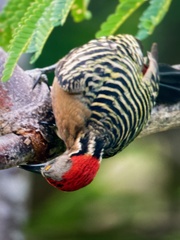Melanerpes striatus