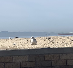 Larus californicus
