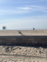 Larus californicus