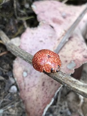 Paropsis variolosa