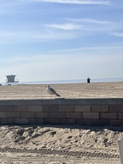 Larus californicus