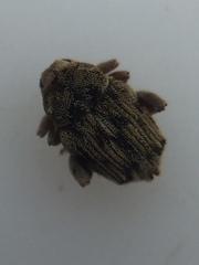 Hypurus bertrandi