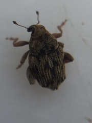 Hypurus bertrandi