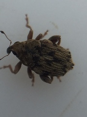 Hypurus bertrandi