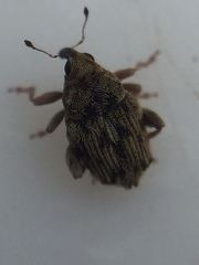 Hypurus bertrandi