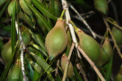 Pouteria salicifolia