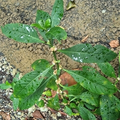 Struchium sparganophorum