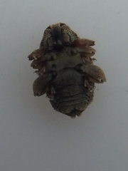 Hypurus bertrandi