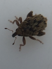 Hypurus bertrandi