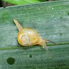 Helicarion perfragilis