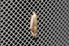 Plectophila micradelpha