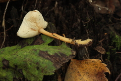 Rhodocollybia prolixa