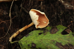 Rhodocollybia prolixa