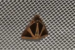 Agamana conjungens