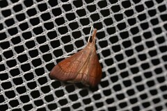 Hydrorybina polusalis