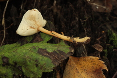 Rhodocollybia prolixa