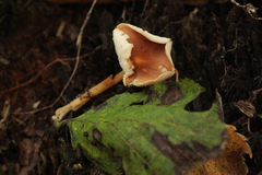 Rhodocollybia prolixa