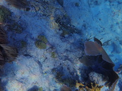 Mycteroperca bonaci