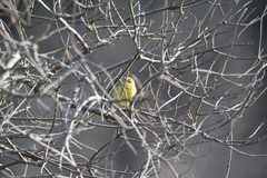Leiothlypis celata lutescens
